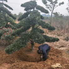 宏景軒苗木種植專業合作社 專業樹木種植經營，打造綠色生態產業鏈