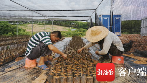 苗準(zhǔn)新商機(jī)，種下二次創(chuàng)業(yè)夢(mèng)——海墾龍江農(nóng)場(chǎng)公司轉(zhuǎn)變思路描繪苗木產(chǎn)業(yè)新版圖