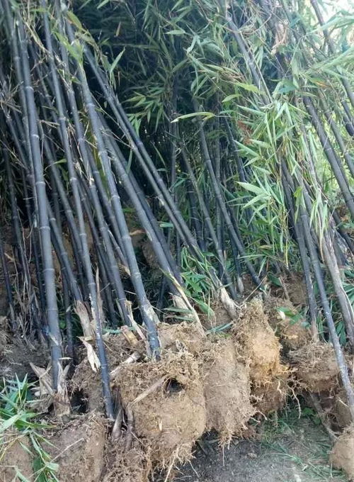安吉其龍苗木種植場(chǎng) 深耕沃土，共贏綠色未來(lái)