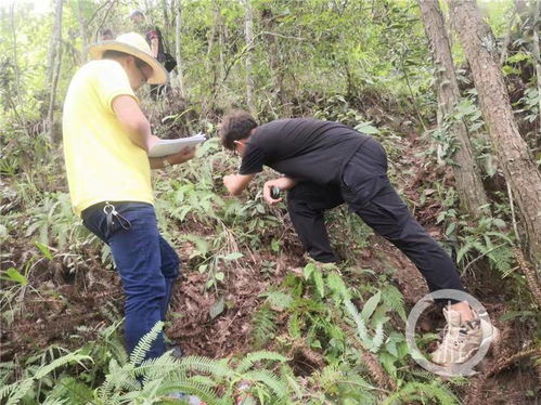 守護山城生物多樣性 重慶珍稀物種保護與生態產業發展并進