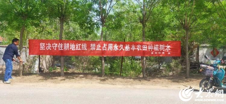 濰坊青州 益都街道“三融合”破解低效苗木難題，筑牢耕地保護防線